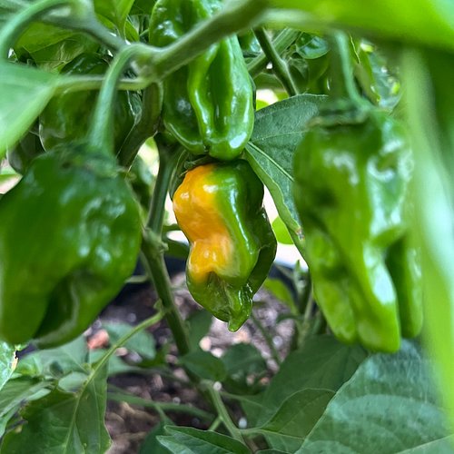 We’re finally seeing some orange! There’s so many #habanero pods on this plant! I can’t wait for them to ripen so we can make...