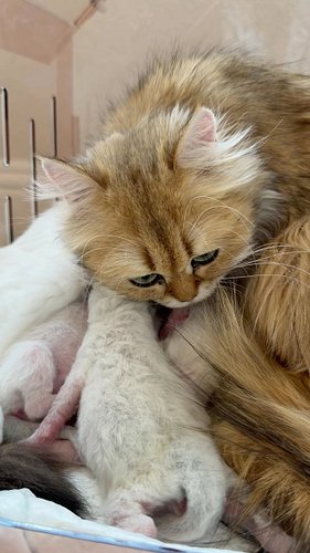 Penny and Cherry get along really well since they grew up together during kittenhood. Cherry was a cat I bred and Penny came ...