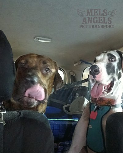 **MEMO FROM THE DESK OF FRANK:**

“I have completed a passenger-capacity audit. These two occupy 98% of the Dog Tank, neither...