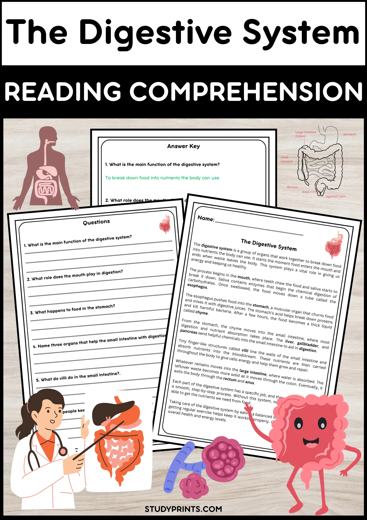 Digestive System Reading Passage with Comprehension Questions product image (1)