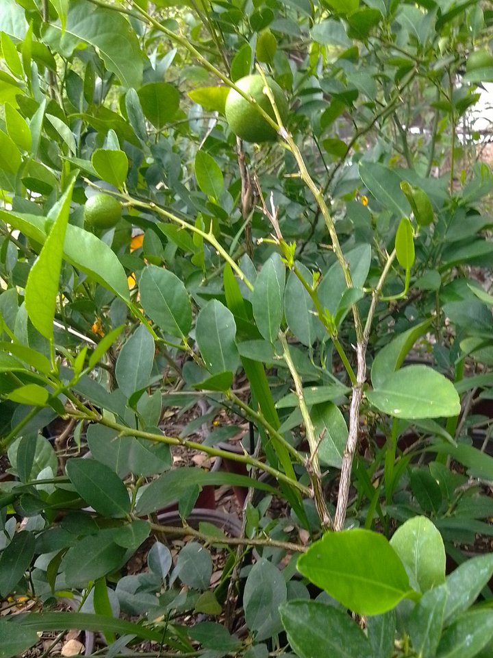Lime Plant product image (1)