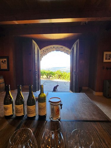 Courtney is visiting a winery in California & look who her sommelier is 😻

We love a cat that has a job! She said he head but...