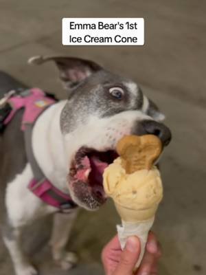 friends were all in on full documentation 😄 i document a ton while traveling in my Prius and haven't shared most of it - Emma Bear got a special pup cone while we were visiting friends in Sept 2024 😍 #dogsoftiktok #dog
