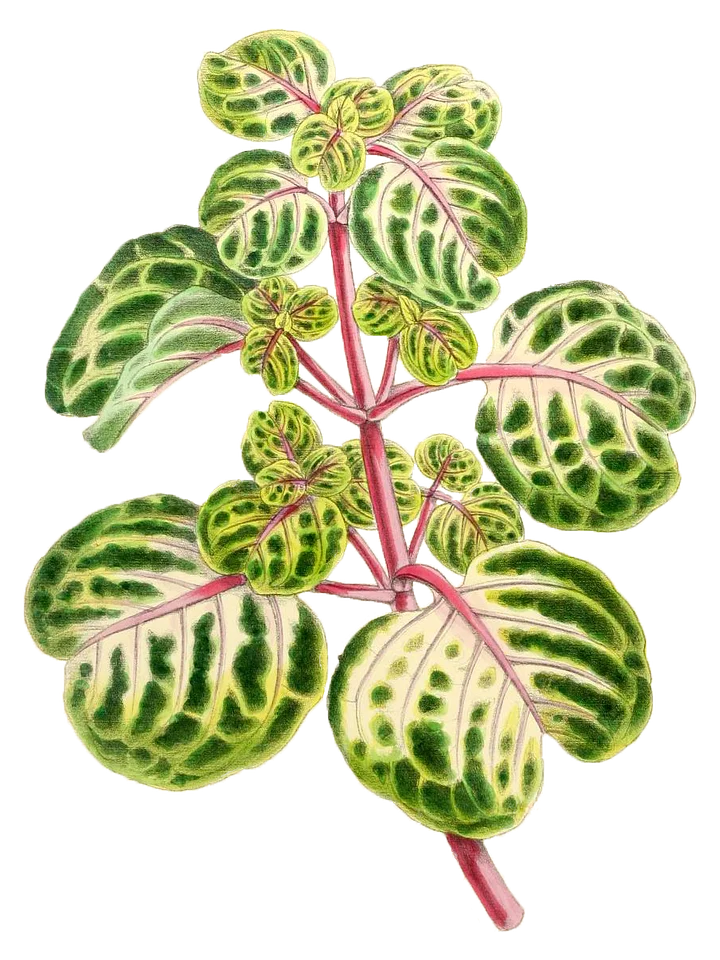 Iresine Herbstii Aureo Reticulata - PNG/JPG - 1867 Botanical Illustration - Royalty Free Vintage Plant and Botanical Image product image (1)