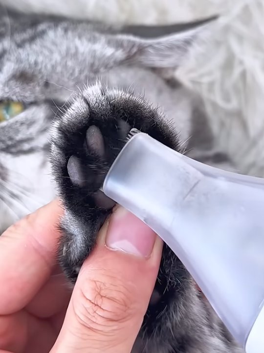 Mess-Free 8-in-1 Pet Vacuum Grooming Kit product image (5)
