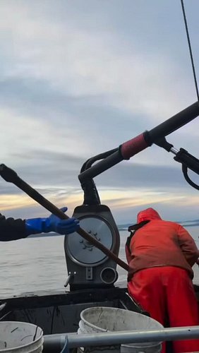 Fast like lightning! #fishing #crab #salmon #boating