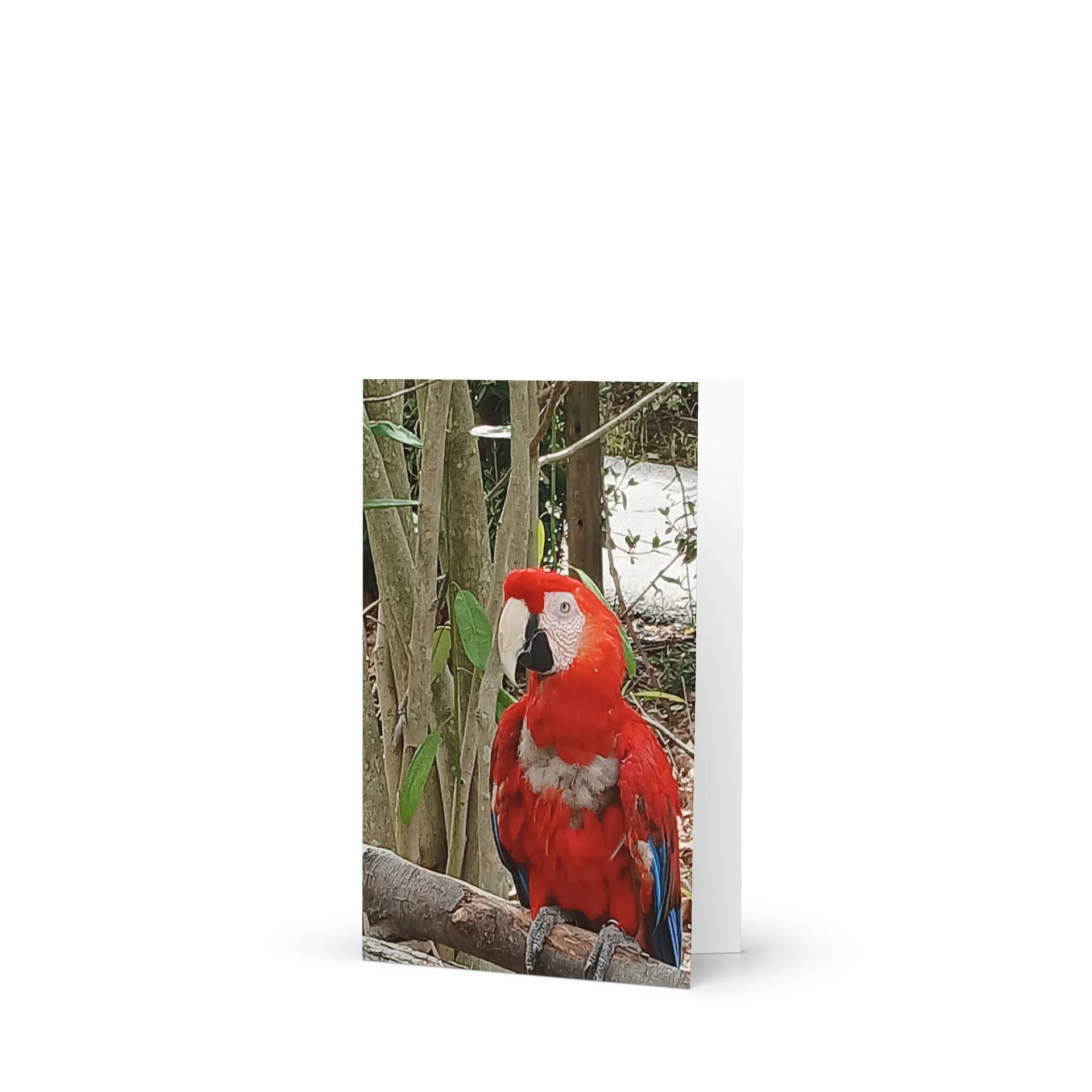 Vibrant Parrot Greeting Card product image (1)