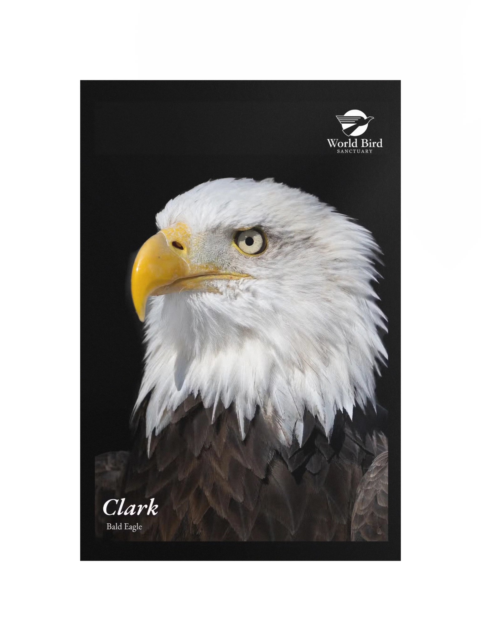Clark - Bald Eagle Poster product image (4)