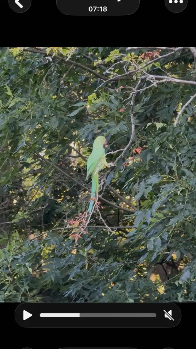 Amar dekha shundor akta paki #bird #nature #london #tiktoklondon 