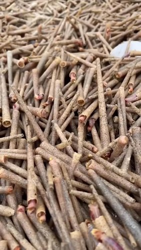 Heard of Ice Cream Cone Worms?

Oh, go and tell the king that the sky is falling in. But it’s not, but it’s not. But it’s not...