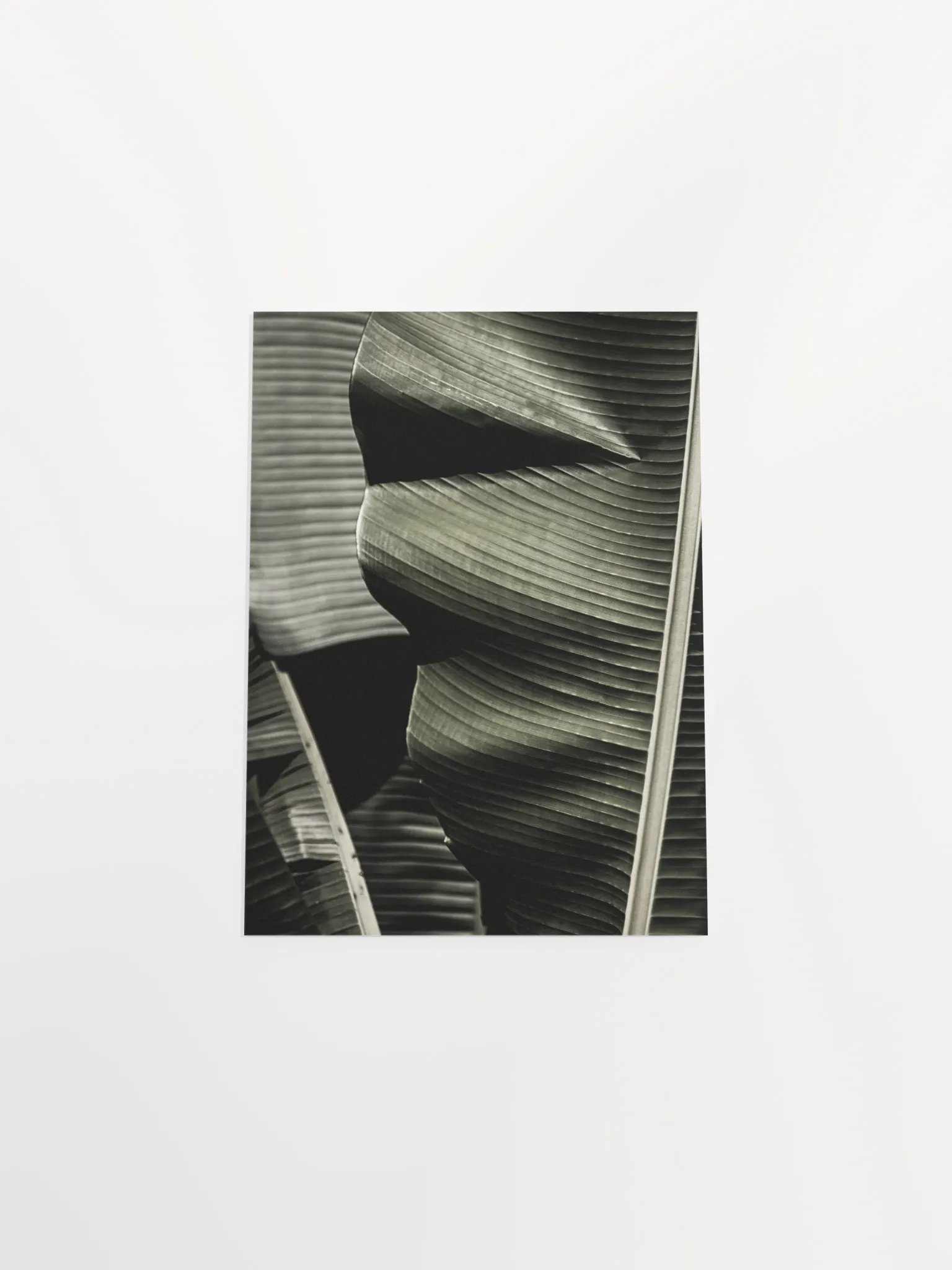 Banana Leaves Enhanced Matte Poster product image (48)