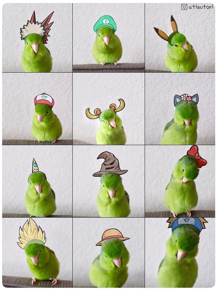 Birb Headgears Printables (2021-refurbished) product image (2)