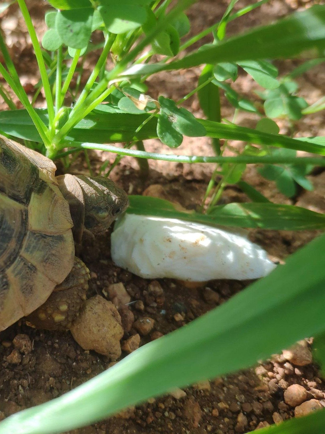 Cuttlebone product image (7)