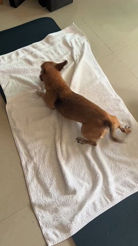 Orejas just got a new squeaky toy. 

Have a lovely day.