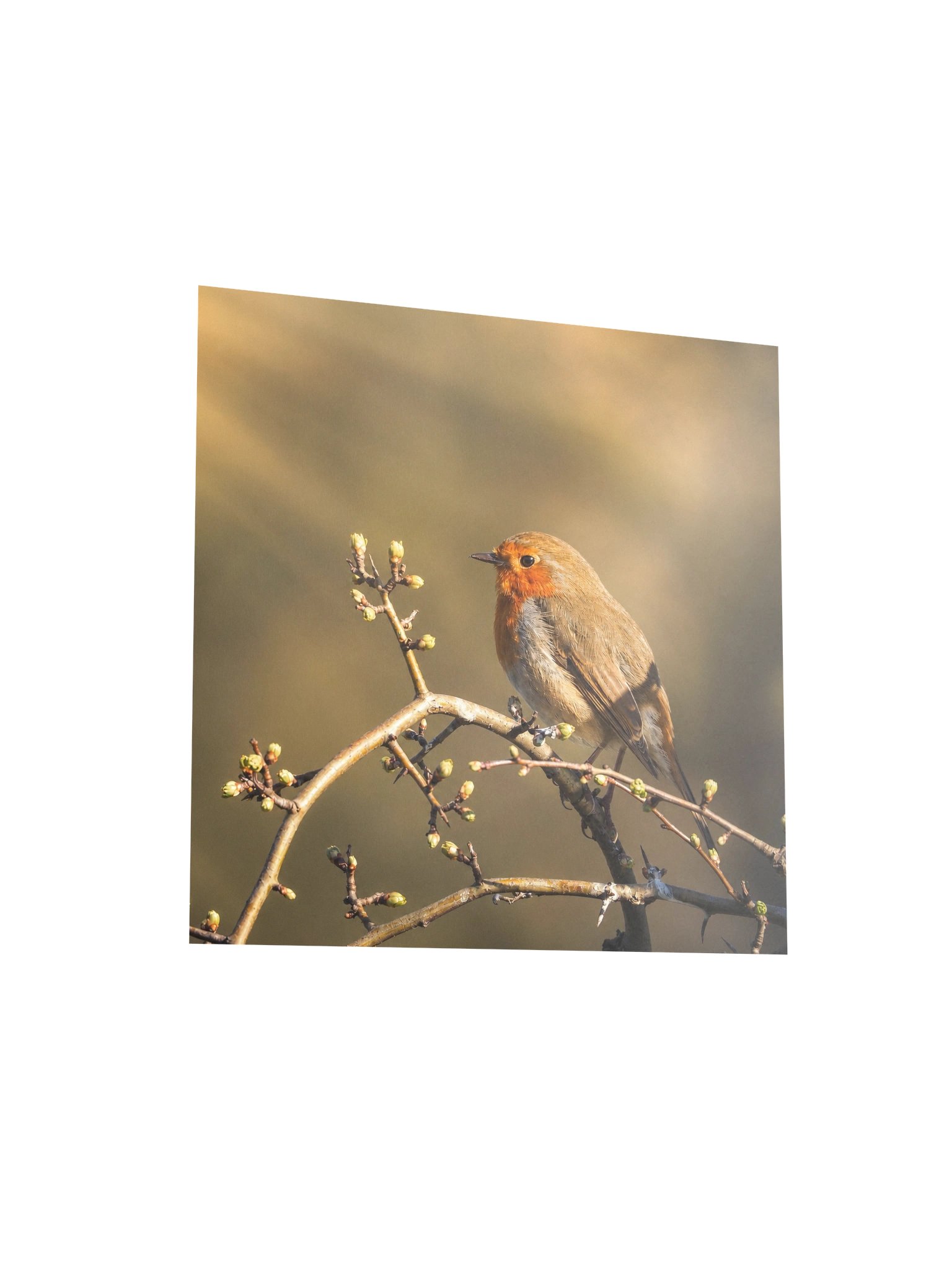 Roin Bird Art Print - Poster product image (4)