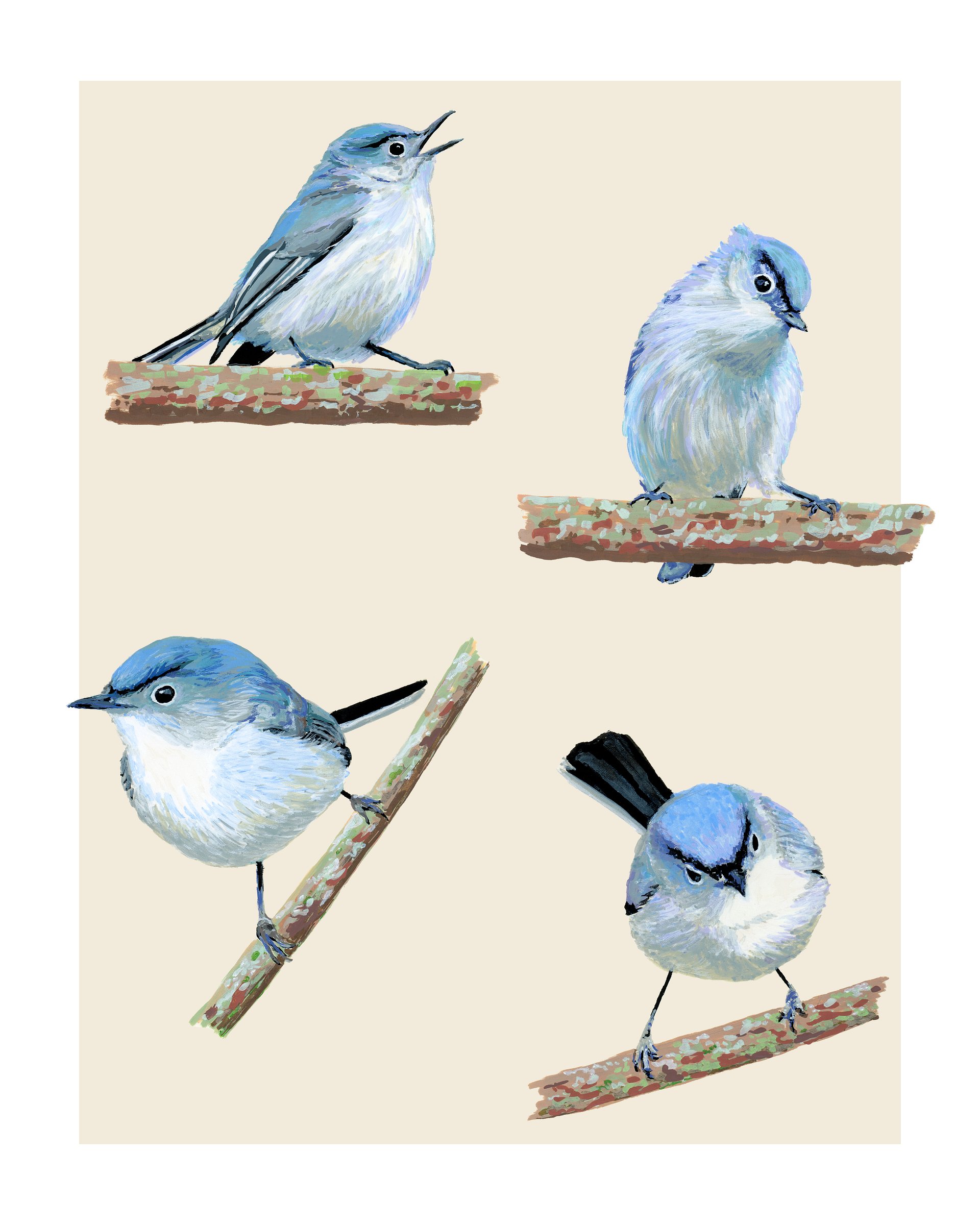 Gnatcatcher - fine art print product image (1)
