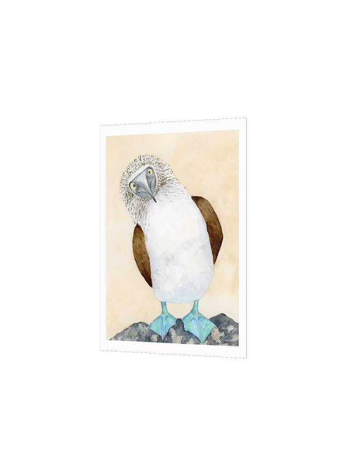 Blue-footed booby print product image (5)