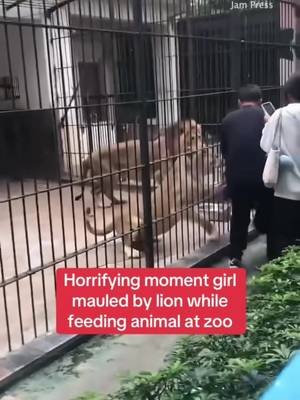 #stitch with @The Sun leave the lion alone! We not having a repeat of harambe #cern #harambe #joeexotic 