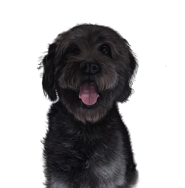 Digital file: Oreo the Labradoodle product image (1)