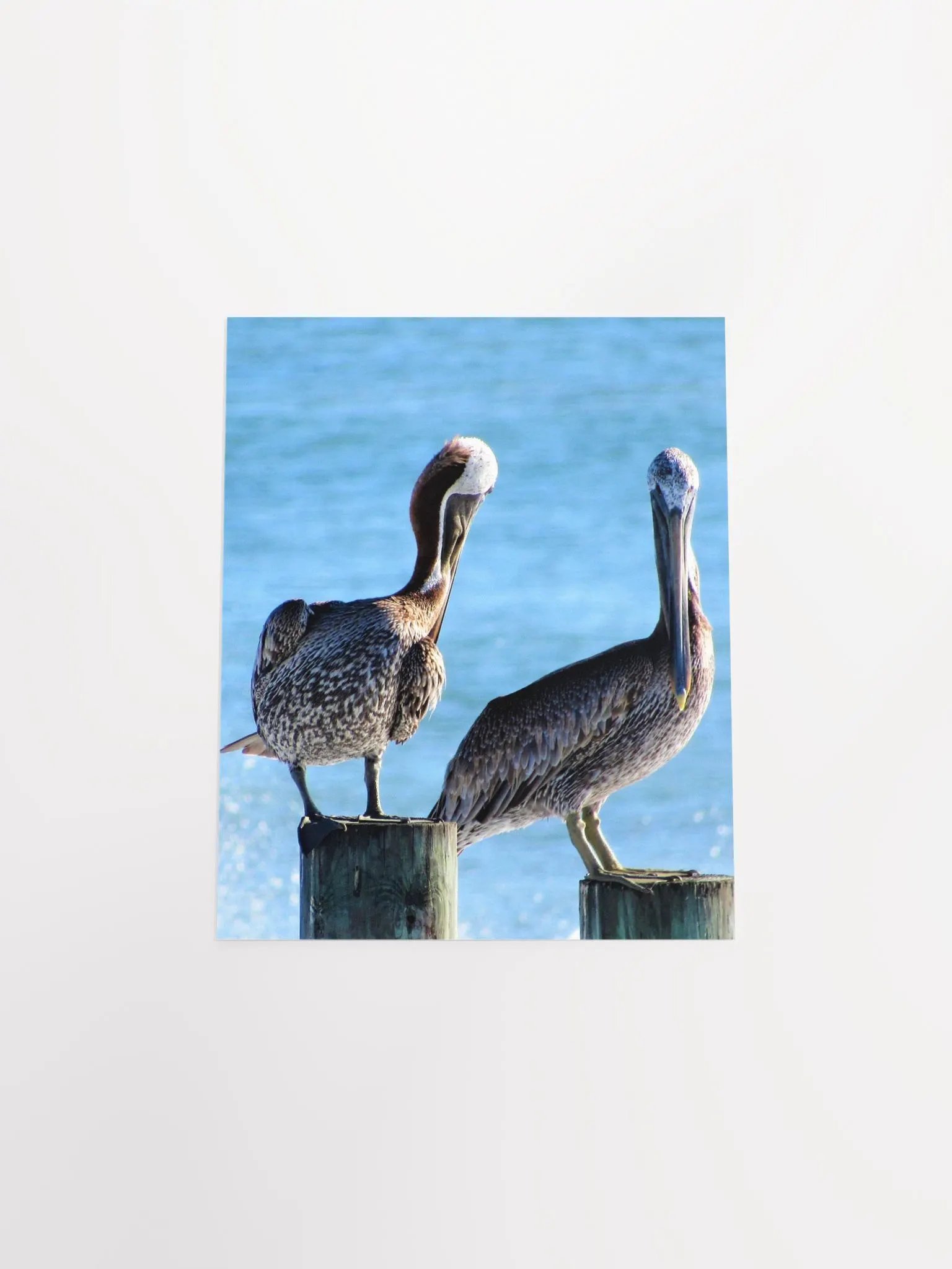 Pelicans product image (31)