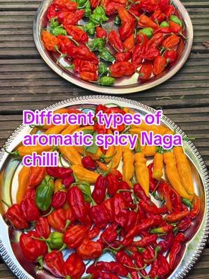Different types of Aromatic Spicy Naga chilli harvest #Vegetables #seeds #chilli #likesherfollow #london 