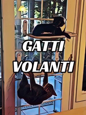 ASSERGIO - Gatti volanti 🐈‍⬛ #doppiaggio #animali #roma #gatto #gatti 