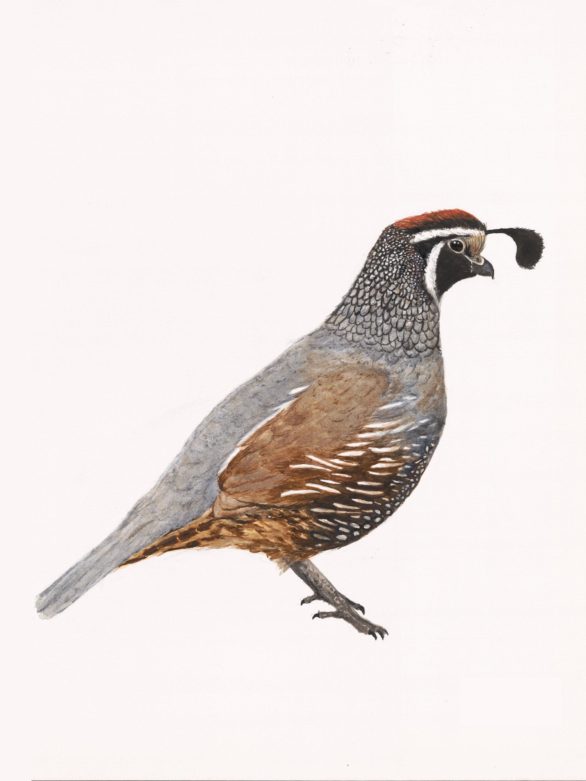 California Quail - giclée print product image (1)