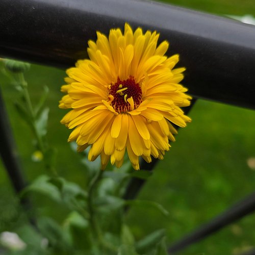 The garden is precious. Show me your latest garden win