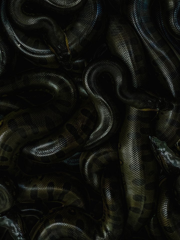 Baby Green Anacondas product image (1)