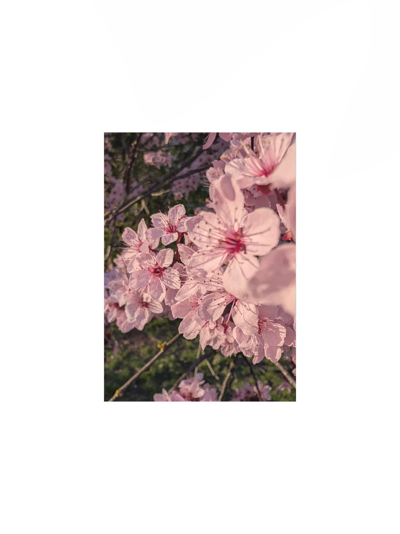 Cherry Blossoms product image (1)