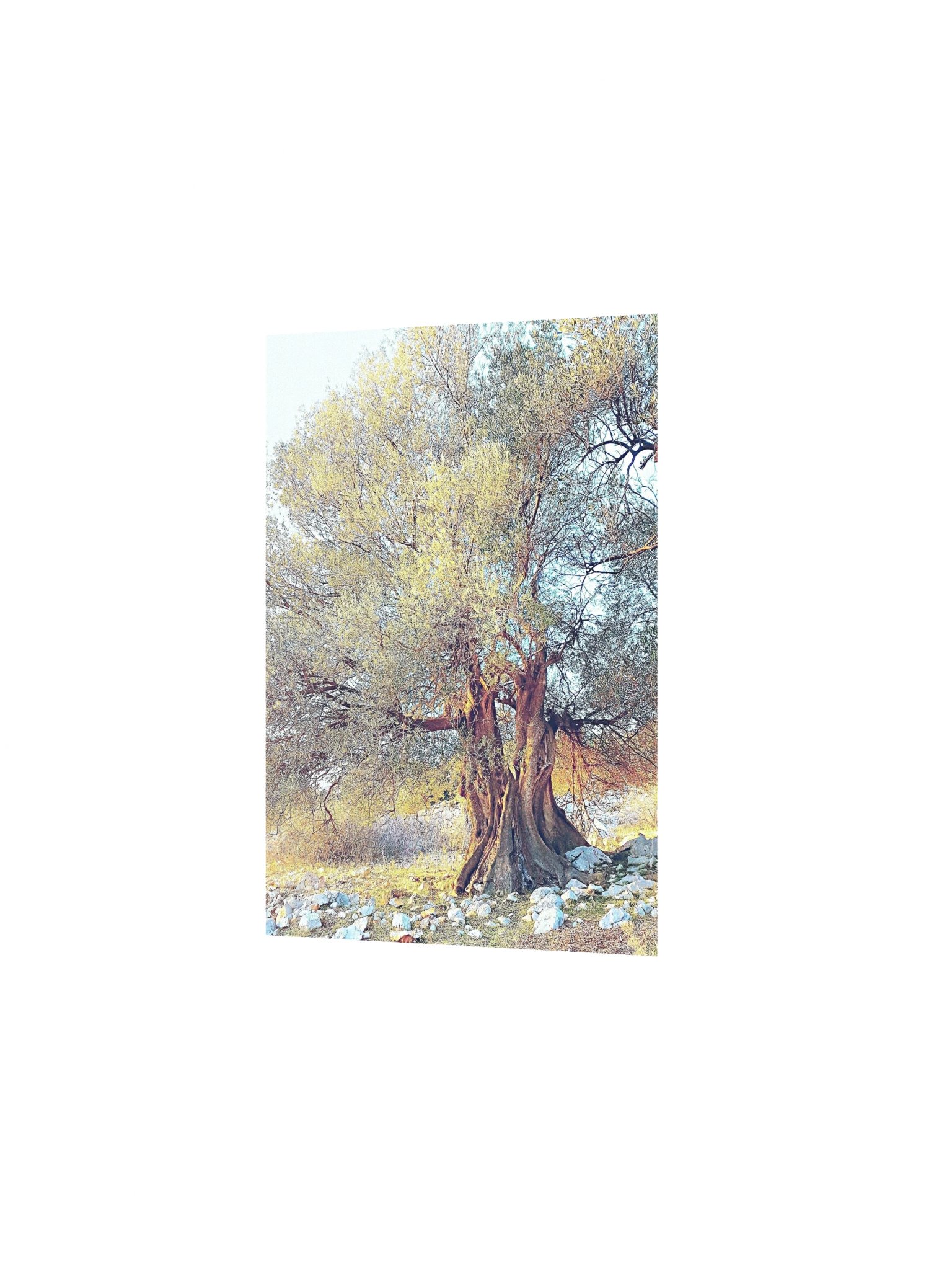 Olie tree matte poster product image (5)