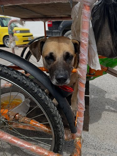 Neron and Enrique came by to say hi. I gave some fruit and cold water to Enrique and dog food baggies for Neron. We also wash...