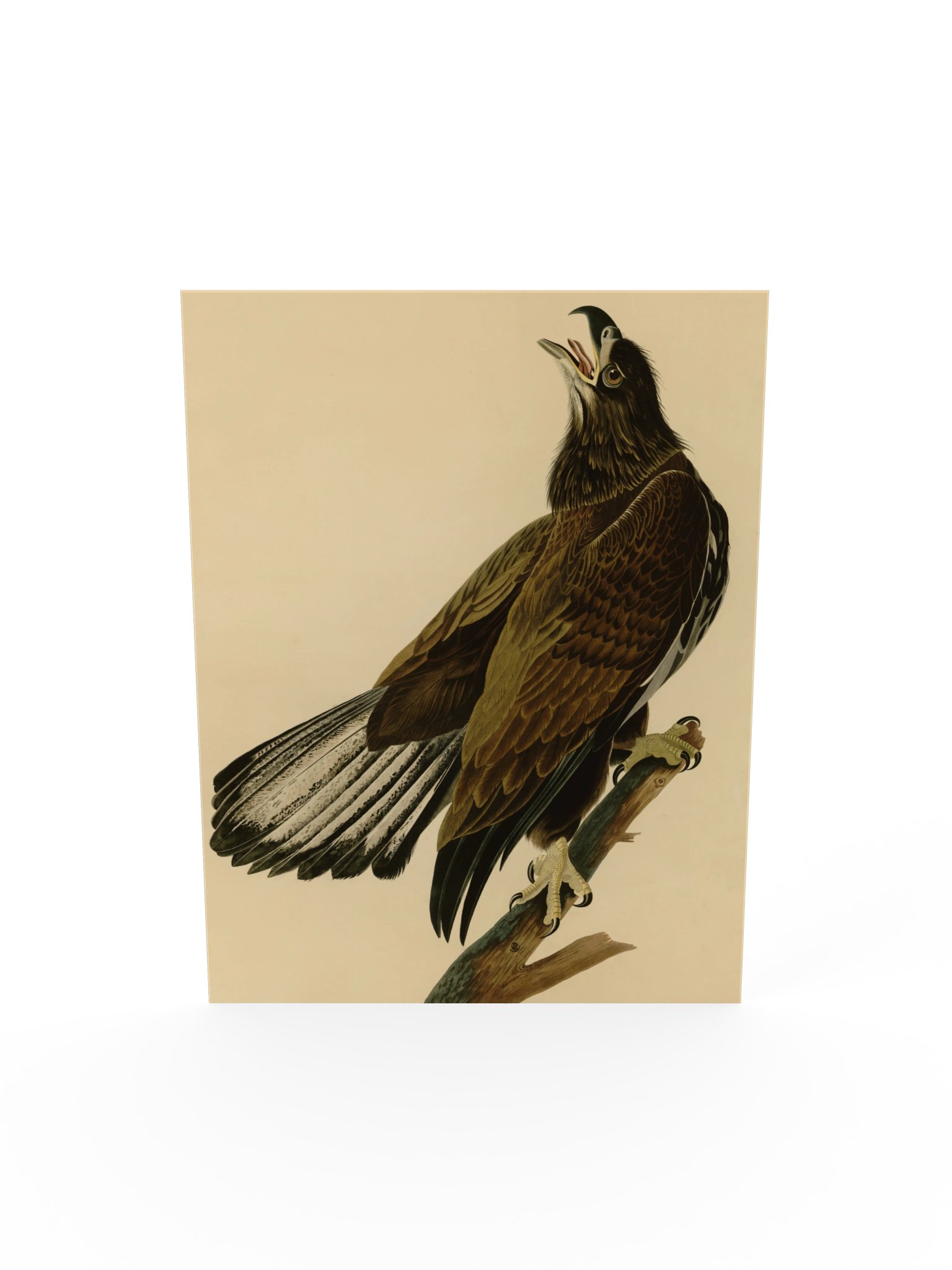 White-headed Eagle, Plate 126 – Audubon Poster product image (5)