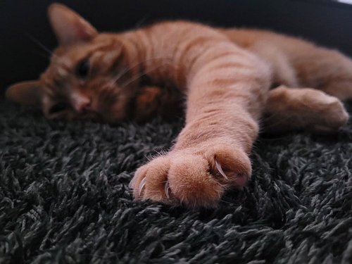 Happy Valentine's Day from my valentine and I! Wishing you cats a safe and sound Saturday 🥰 🥰