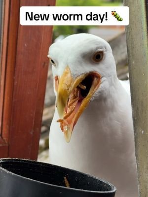 Got worms? Steven does & he loves them 🥹 #fyp #foryou #seagull #feedingsteven #birds