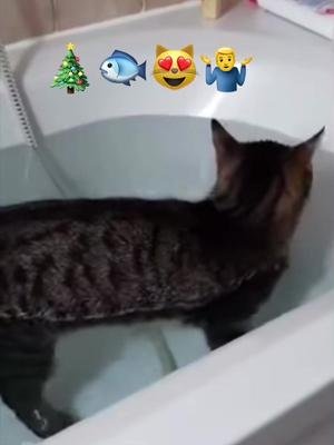 🎄😻🐟🤦🏻 #STOREroomBERLIN #STOREroomLONDON #weinachten #christmas #catze #cat #watter #bathroom #tube #fishing #play #animalsoftiktok #petstory 
