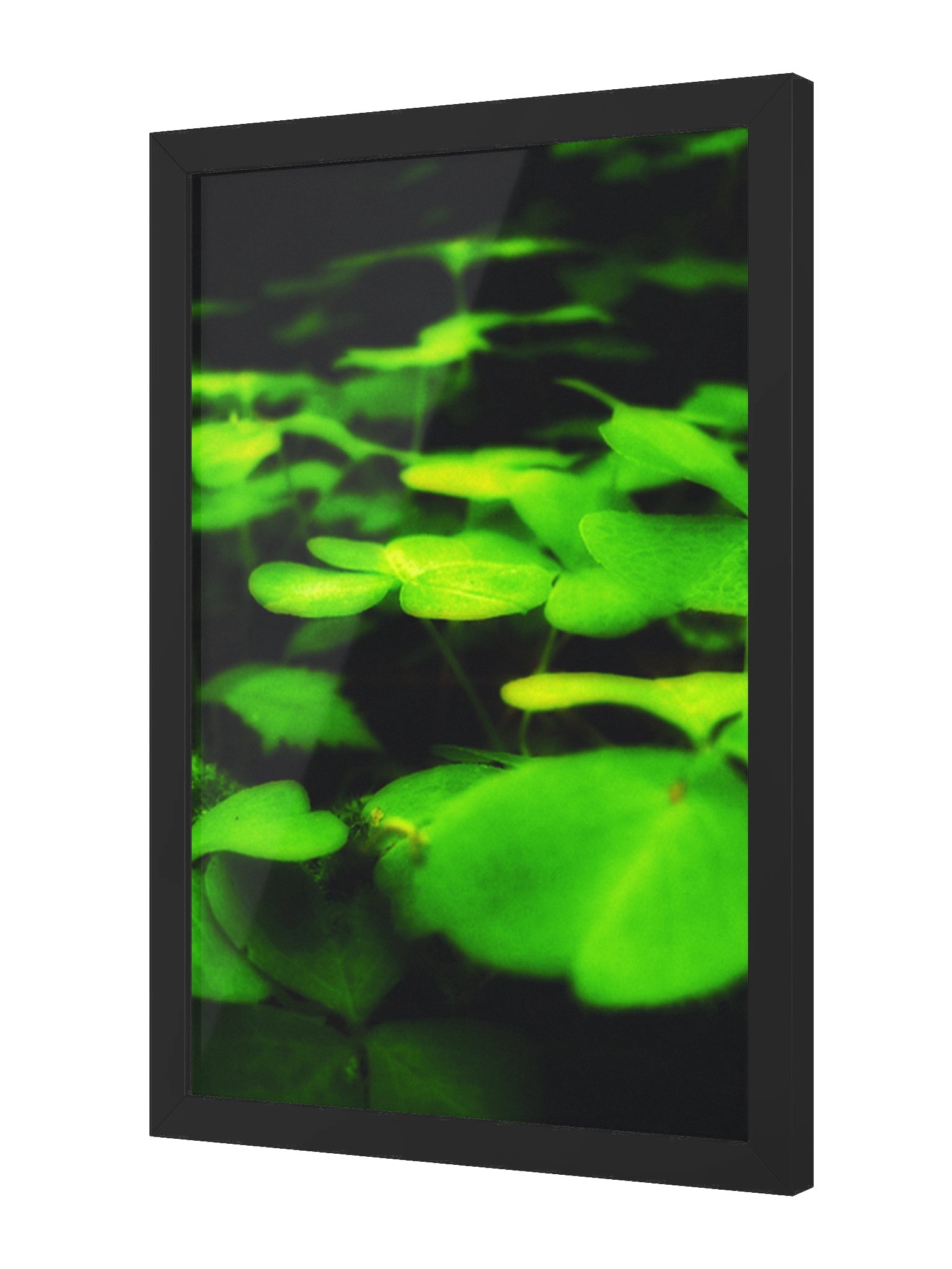 Drowse product image (2)