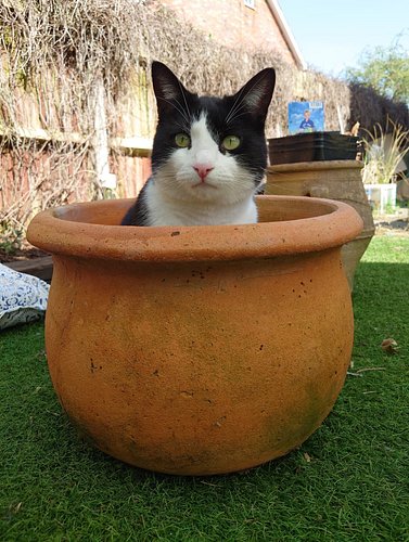 Badger doing his best flower impression this #caturday 😾