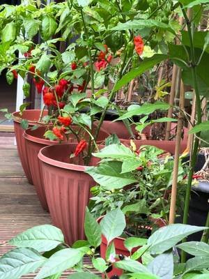 Bangladeshi aromatic spicy Naga Chilli plants in London #plants #garden #nature #chilli #likeshareviews 