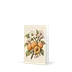 Vintage Apricot Blossom Botanical Greeting Card