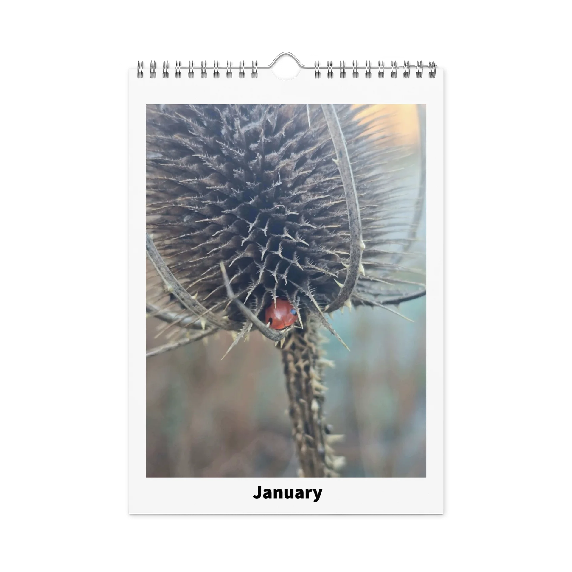 Ian's Insect Calendar product image (6)