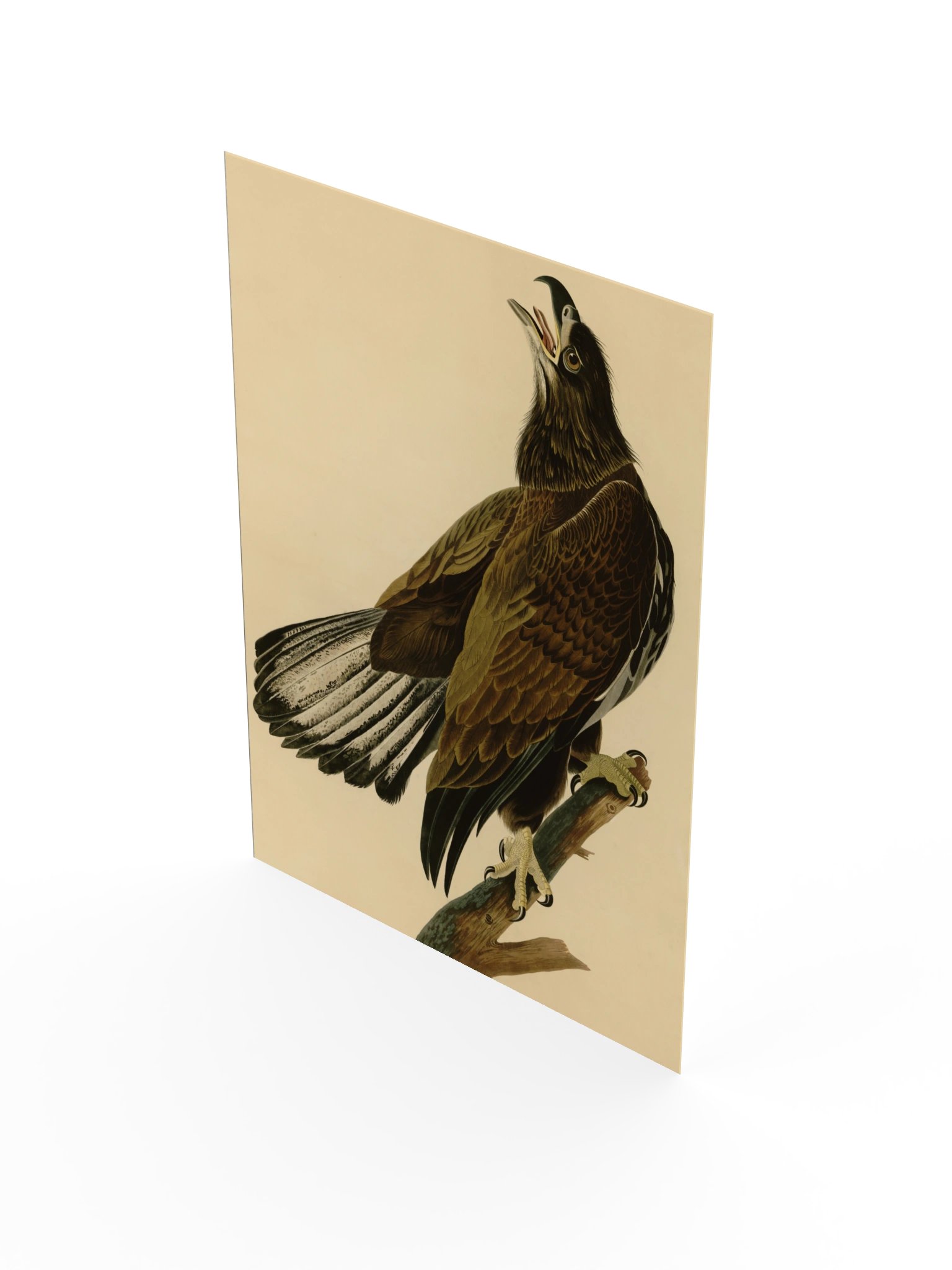 White-headed Eagle, Plate 126 – Audubon Poster product image (3)