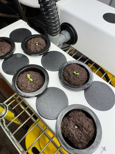 Hydroponic progress!
