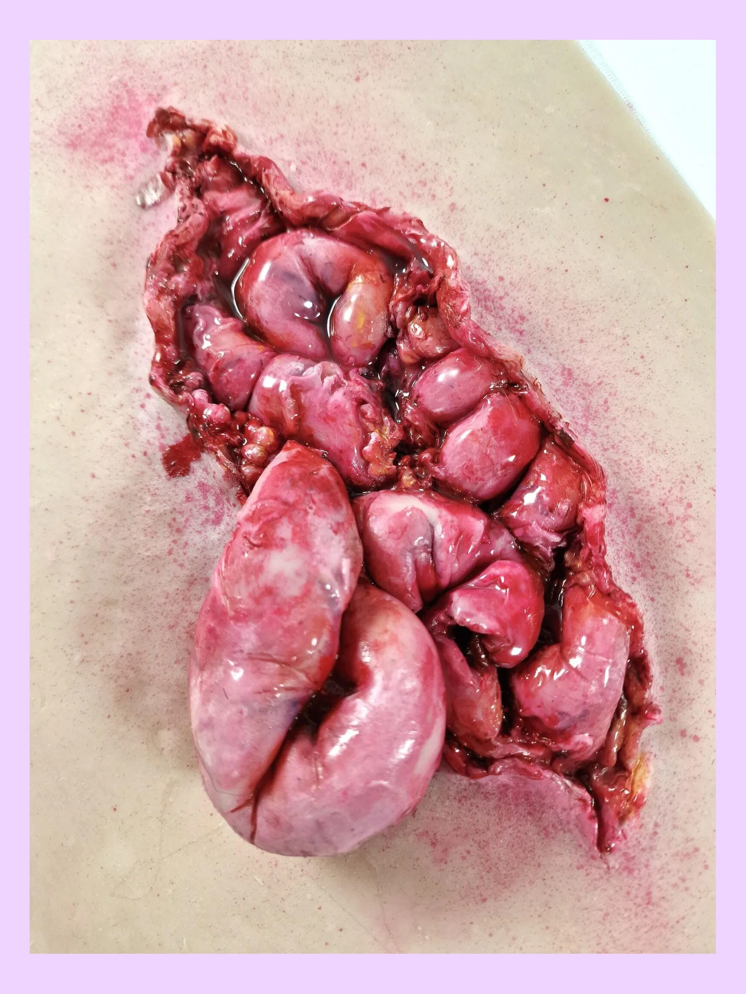 Abdominal Evisceration Training Overlay product image (3)