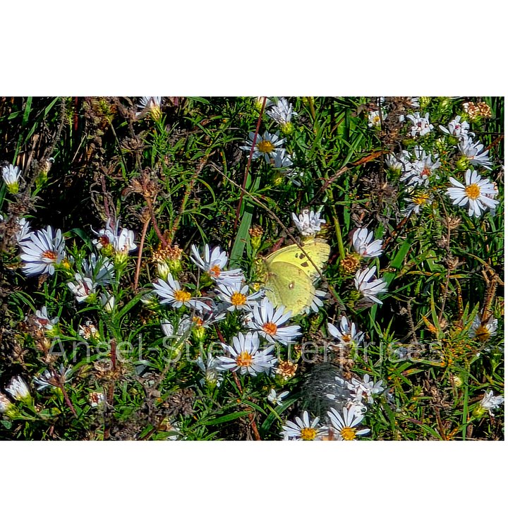 Yellow Butterfly on Wild Asters product image (1)
