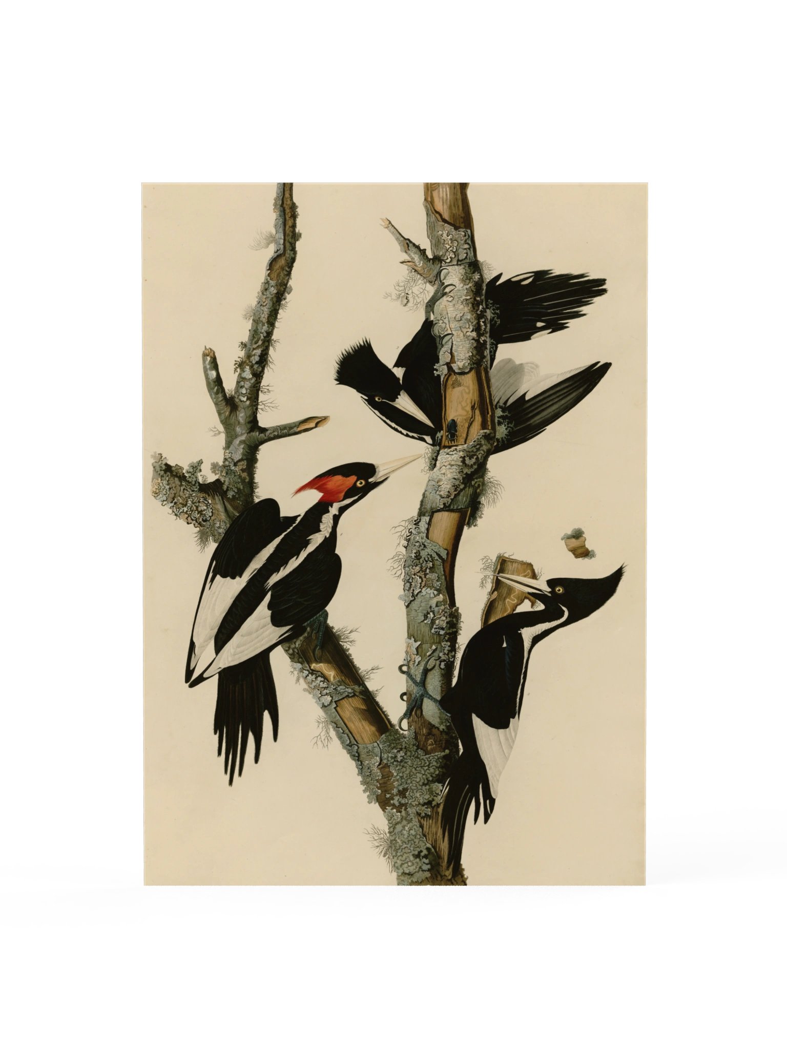 Ivory-billed Woodpecker, Plate 66 – Audubon Poster product image (1)