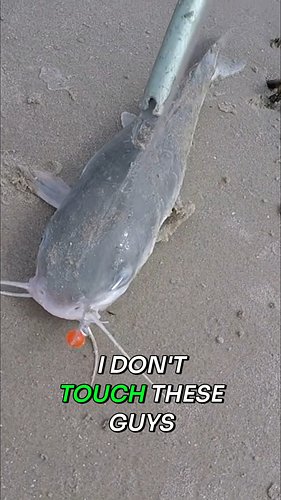 Don’t let a Hardhead Catfish ruin your day at the beach! ⚠️

Hardhead catfish are a common catch in the surf, but those venom...