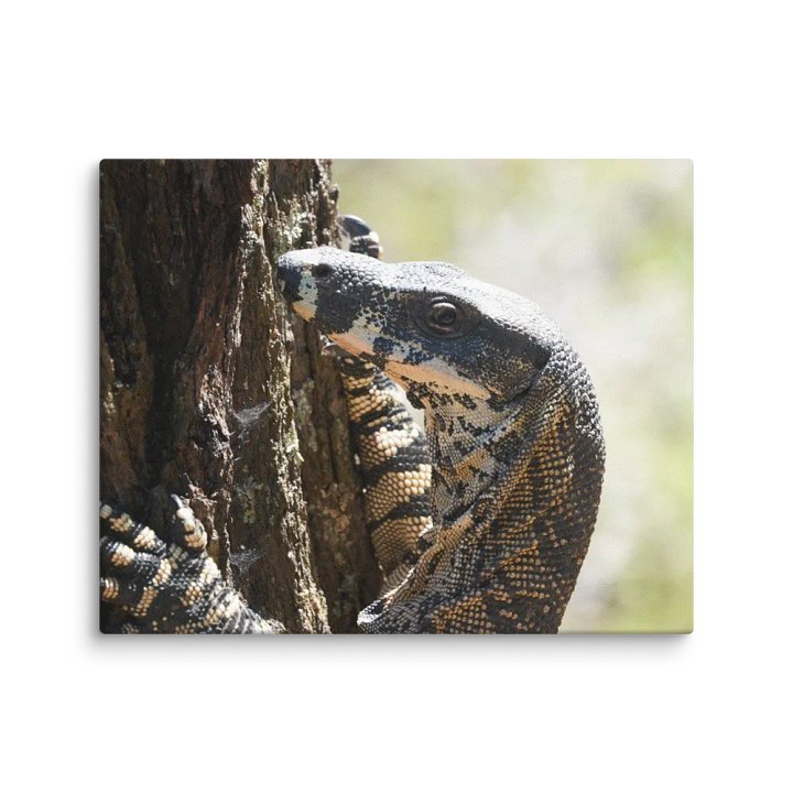 Goanna Canvas product image (2)