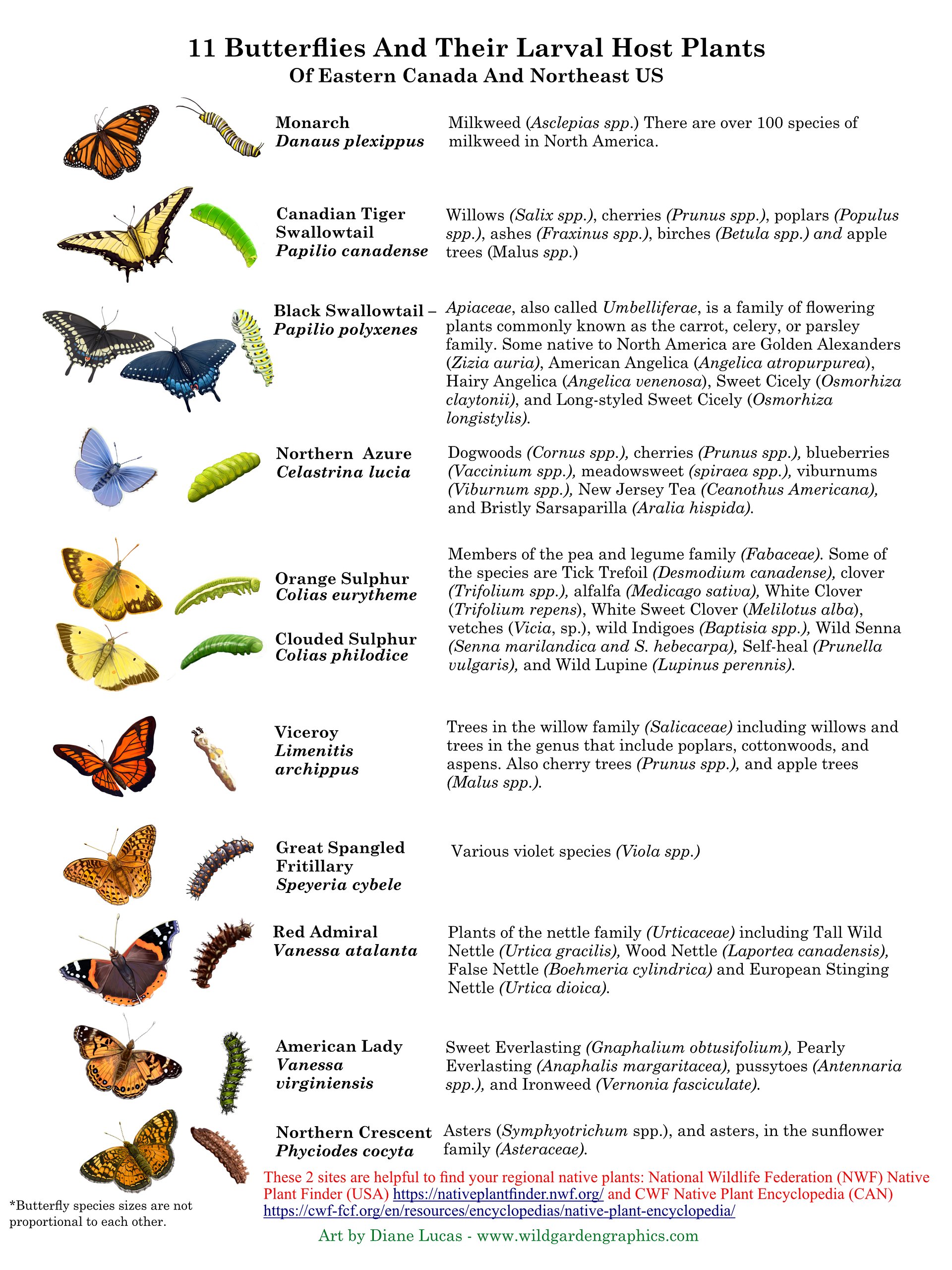 Butterfly Info Pages product image (4)