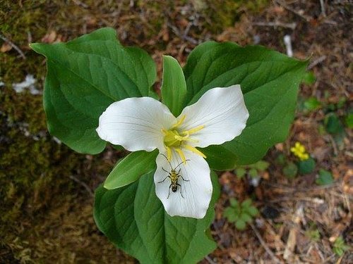 “The trilliums are rather easily grown, and T. ovatum in particular is an excellent addition to the native garden in the part...